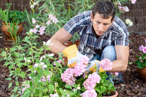A man with short dark hair, wearing a blue plaid shirt and jeans, is kneeling in a garden bed tending to flowering plants. He is using yellow gardening gloves and appears to be carefully pruning or inspecting pink and white petunias and other blooming plants. The garden features a variety of green foliage, including leafy shrubs and flowering plants, with some in terracotta pots placed along the edge. The soil is dark and moist, and the background includes taller green plants and hints of a wooden fence. The scene is captured in natural light, suggesting a bright, clear day, and the garden's layout indicates a well-maintained outdoor space suitable for gardening and lawn care services in the Addiscombe area.